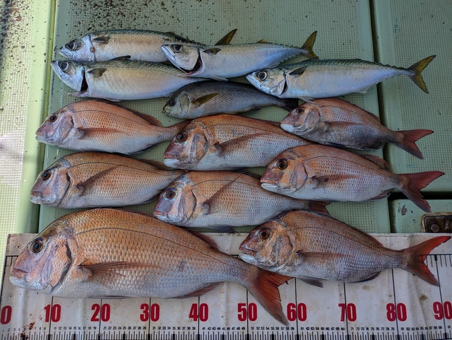 タイ(マダイ)・イサギ(イサキ)・マサバ