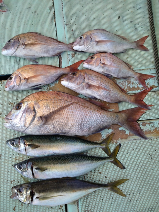 タイ(マダイ)・アジ(マアジ)・サバ(マサバ)