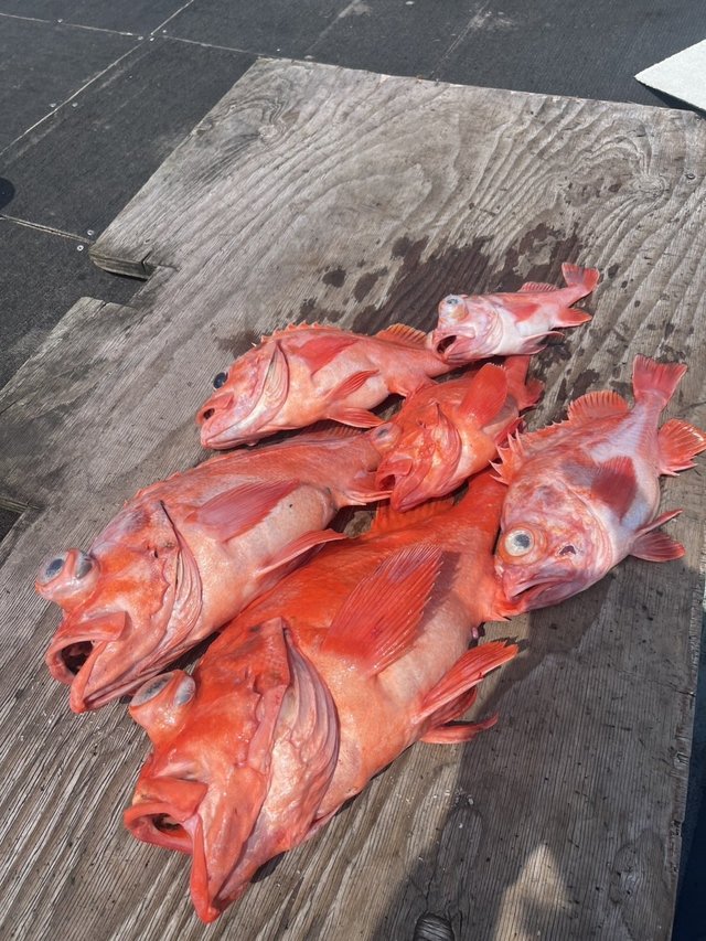 メヌケ(アコウダイ)