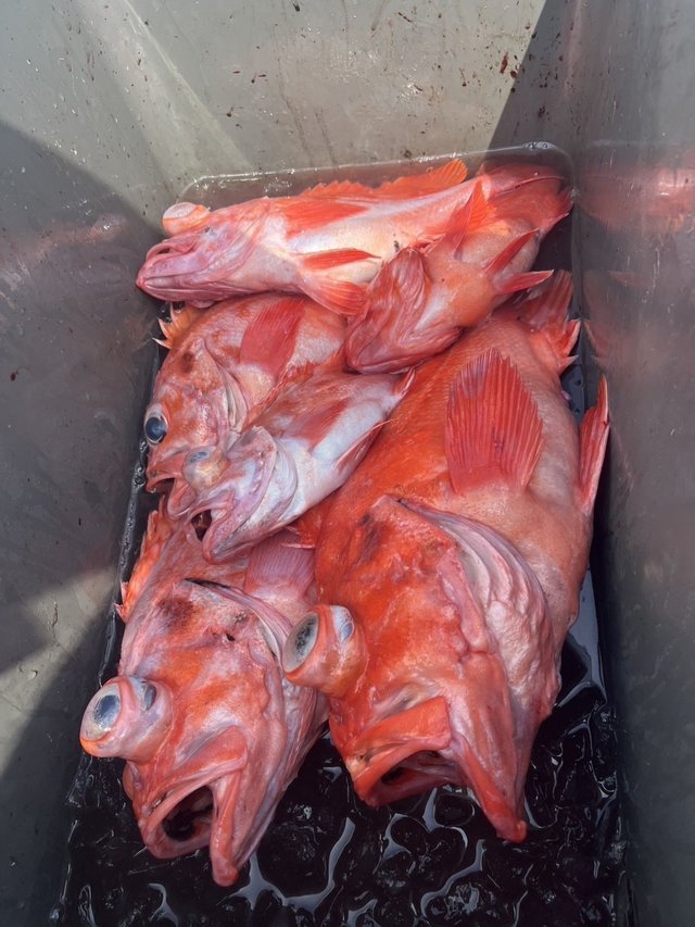 メヌケ(アコウダイ)