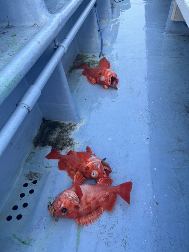 メヌケ(アコウダイ)