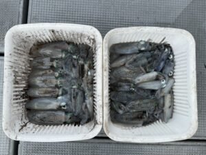 アオリ(アオリイカ)