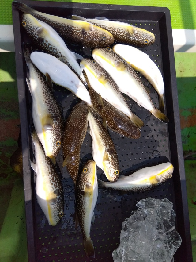 フグ(ショウサイフグ)