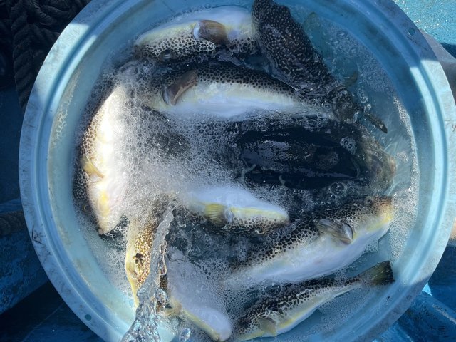 ショウサイフグ