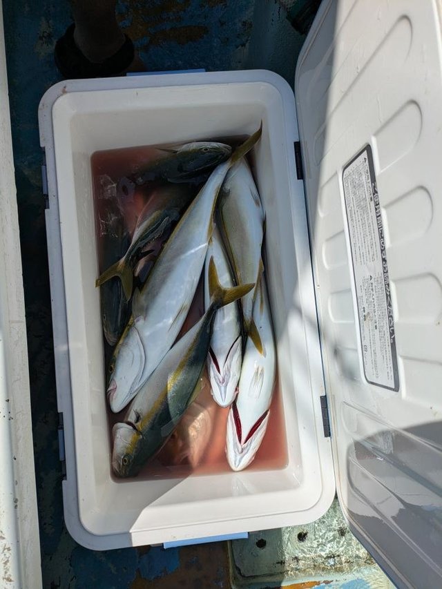 イナダ(ブリ)・カンパチ