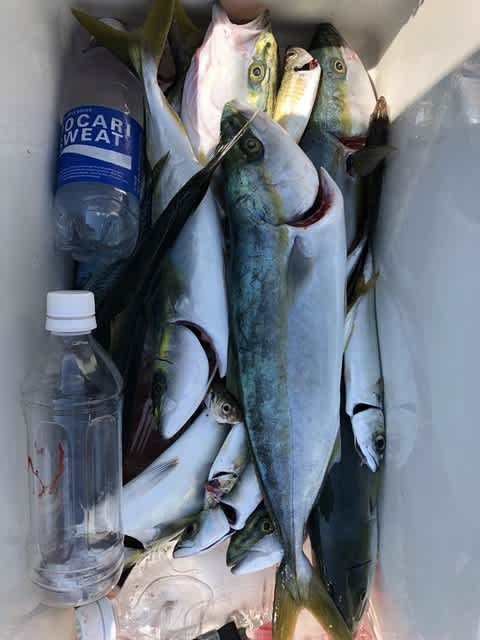 アジ(マアジ)・ハマチ(ブリ)