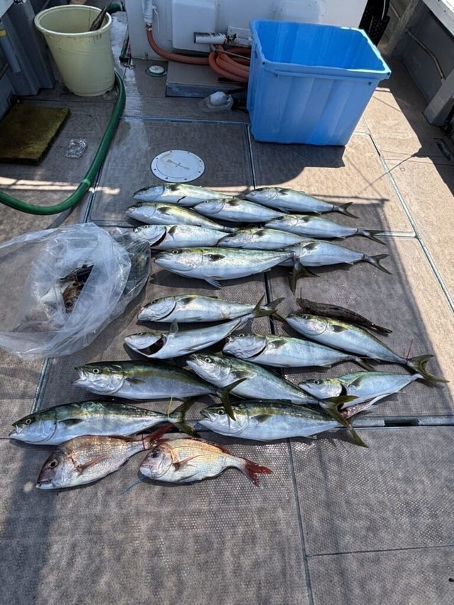 マダイ・ハマチ(ブリ)