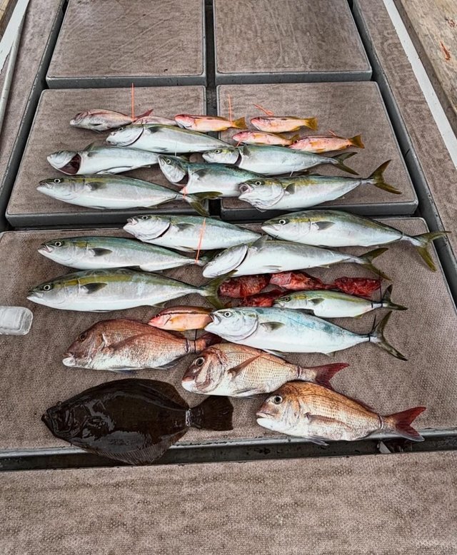 マダイ・ハマチ(ブリ)・ガシラ(カサゴ)・ヒラメ