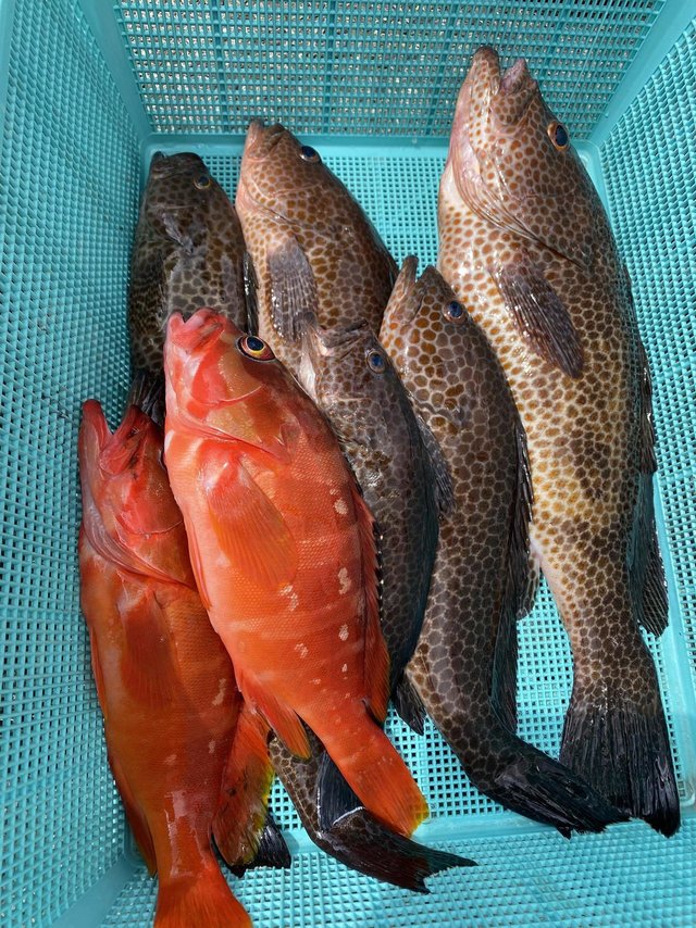 アカハタ・オオモンハタ