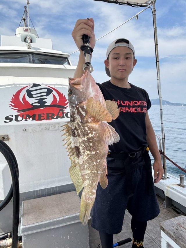 アコウ(キジハタ)