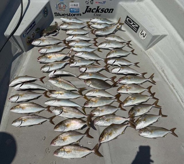 マチヌ(クロダイ)・ツバス(ブリ)・シオ(カンパチ)