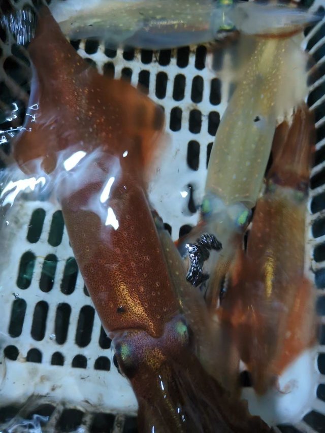 マイカ(ケンサキイカ)