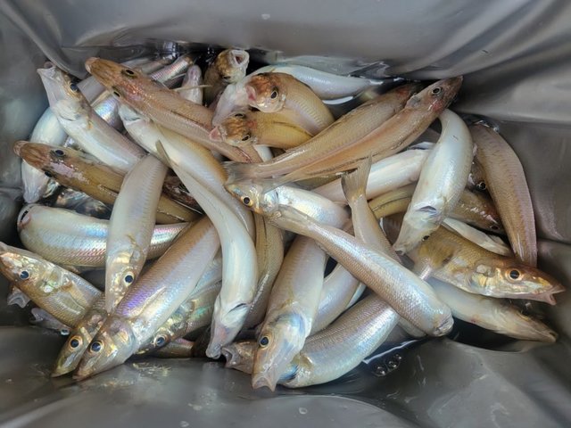 キス(シロギス)