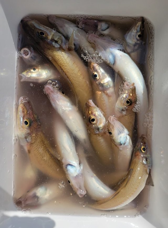 キス(シロギス)