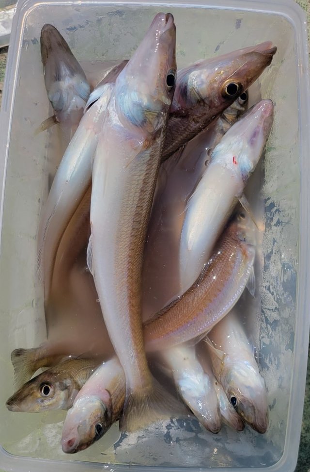 キス(シロギス)