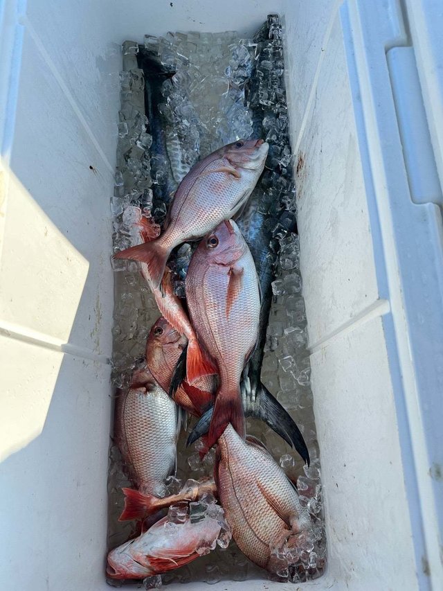 マダイ・サワラ