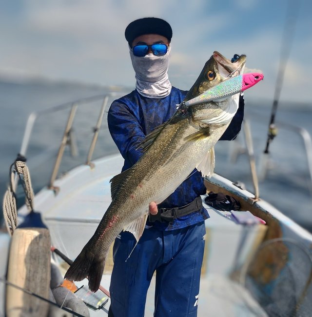 シーバス(スズキ)