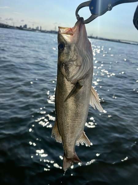 シーバス(スズキ)