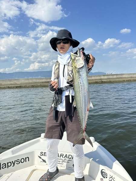 サゴシ(サワラ)