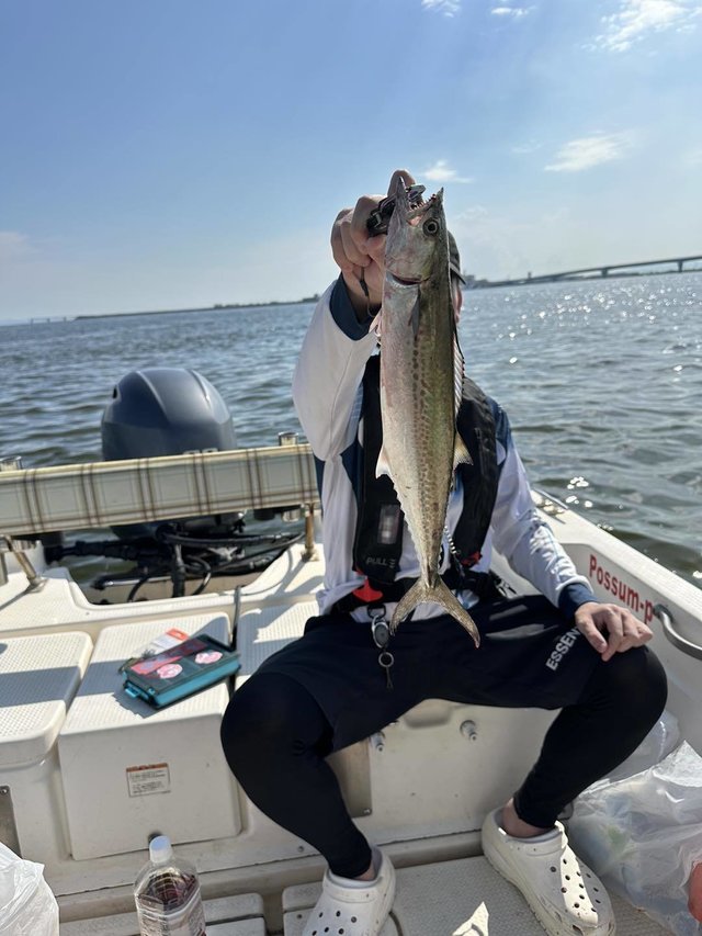 サゴシ(サワラ)