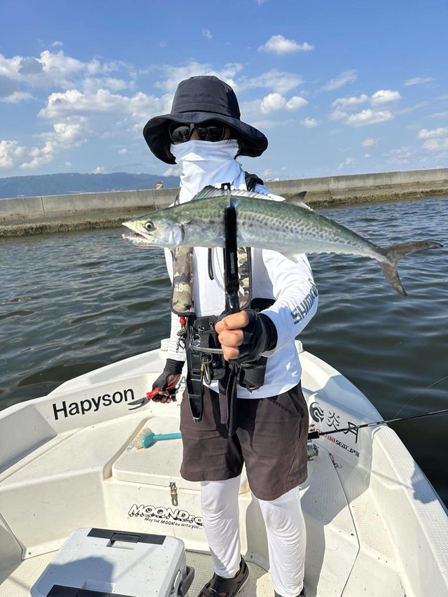 サゴシ(サワラ)