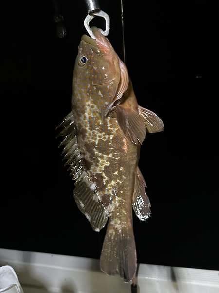 アコウ(キジハタ)