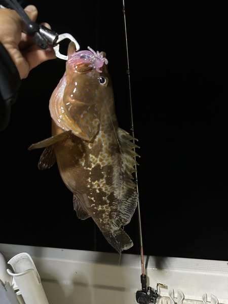 アコウ(キジハタ)