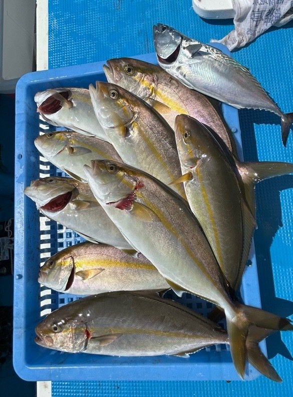 カンパチ・スマガツオ(スマ)