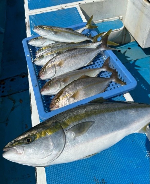 イナダ(ブリ)・ワラサ(ブリ)