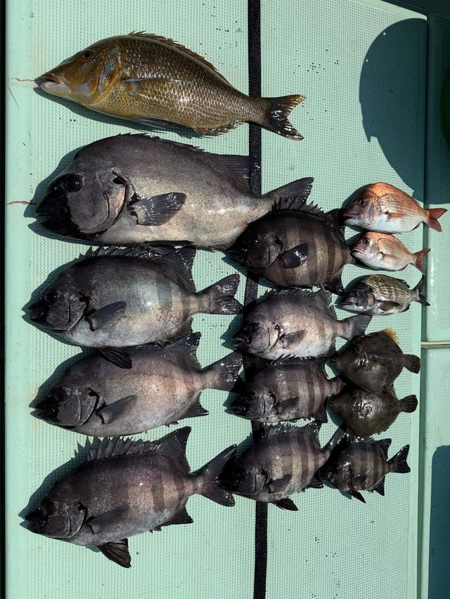 マダイ・イシダイ・ハマフエフキ・カワハギ