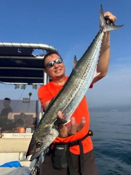 サゴシ(サワラ)