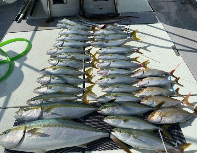 ツバス(ブリ)・ハマチ(ブリ)・シオ(カンパチ)