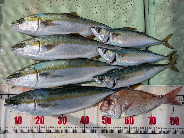 タイ(マダイ)・メジロ(ブリ)・マサバ