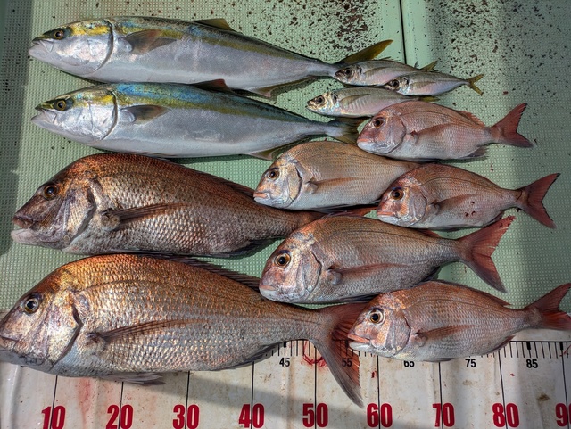 タイ(マダイ)・メジロ(ブリ)