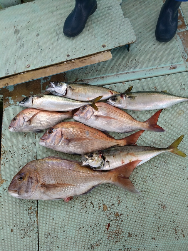 タイ(マダイ)・アジ(マアジ)・サバ(マサバ)