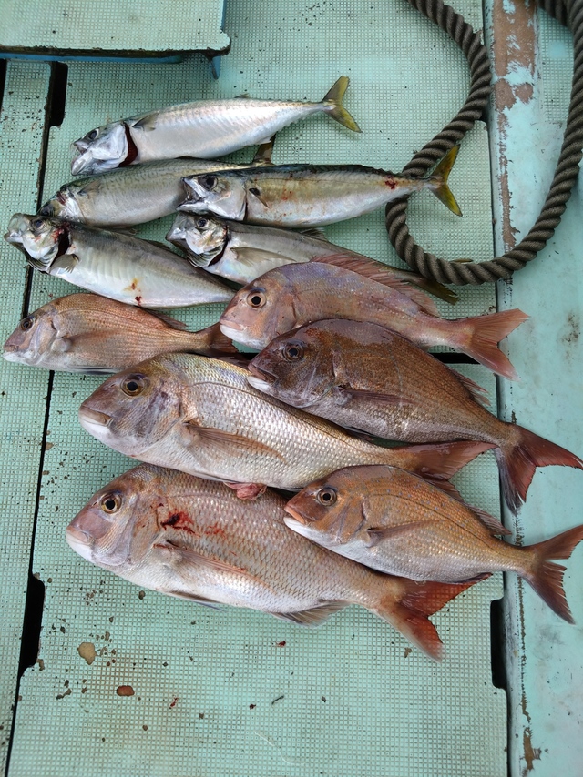 タイ(マダイ)・アジ(マアジ)・サバ(マサバ)