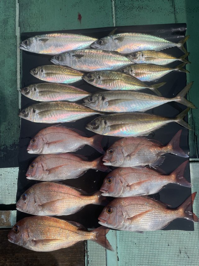 マダイ・マアジ・マサバ