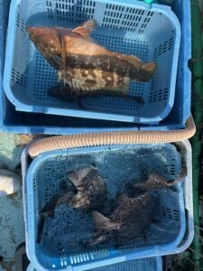 イシガキダイ・アコウ(キジハタ)