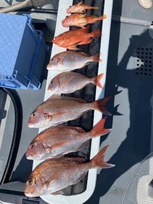 マダイ・レンコダイ(キダイ)・チカメ(チカメキントキ)・ガシラ(カサゴ)