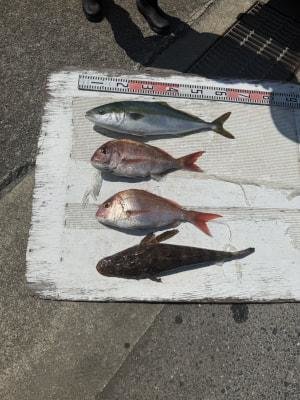 マダイ・ハマチ(ブリ)・コチ(マゴチ)