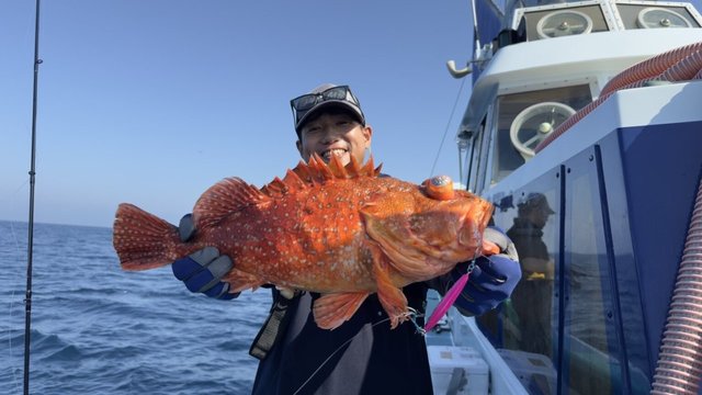 カンコ(ウッカリカサゴ)