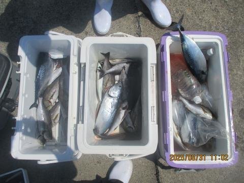 アジ(マアジ)・イサキ・ヒラソウダ