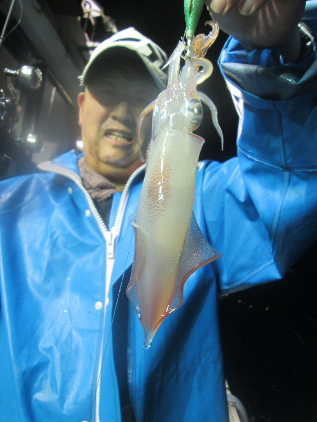 マイカ(ケンサキイカ)