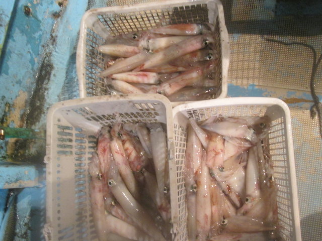 マイカ(ケンサキイカ)