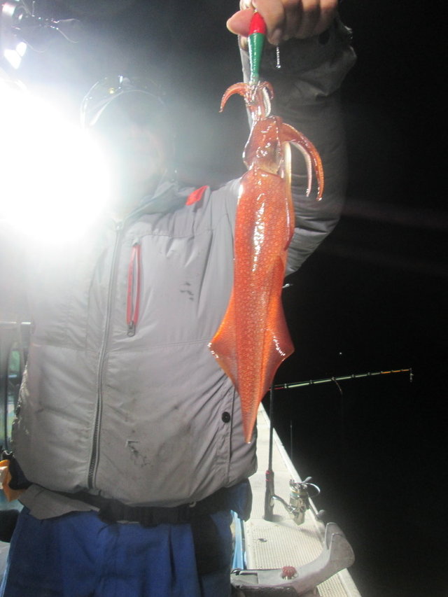 マイカ(ケンサキイカ)