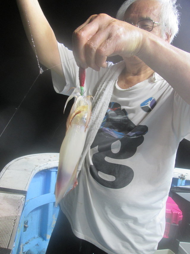 マイカ(ケンサキイカ)