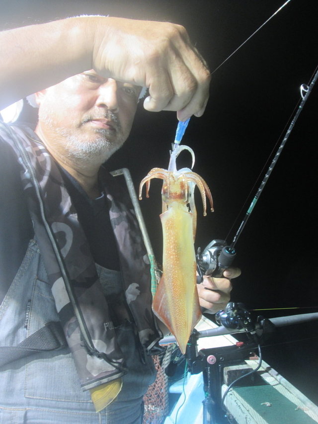 マイカ(ケンサキイカ)