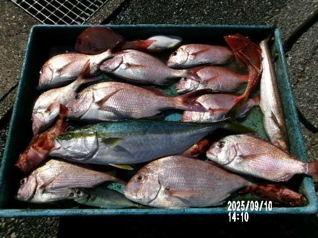 マダイ・ワラサ(ブリ)