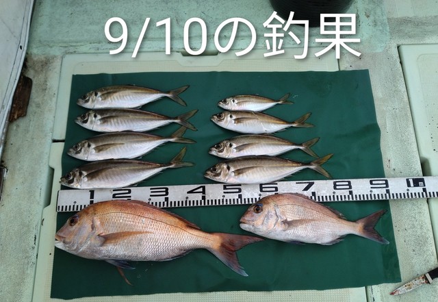 マダイ・マアジ