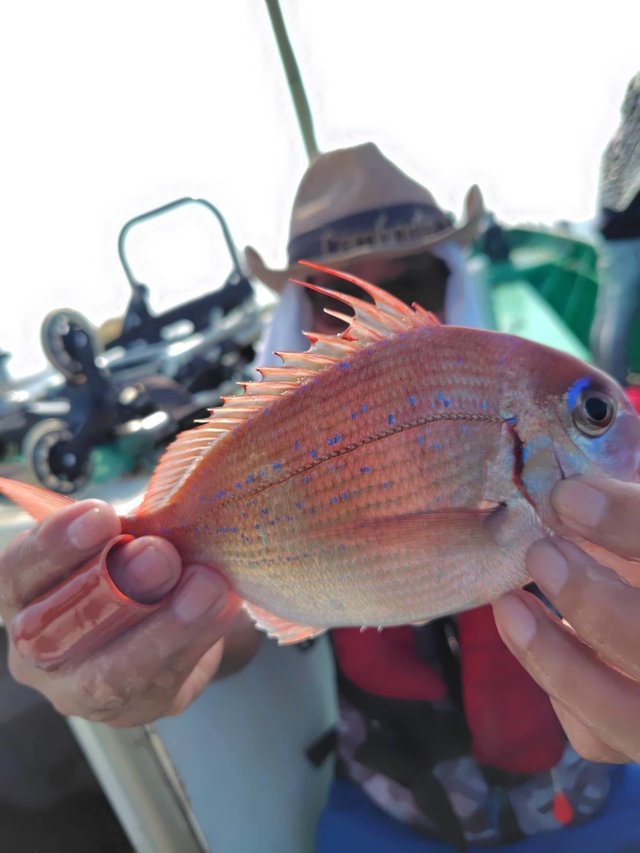 ハナダイ(チダイ)